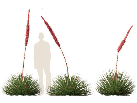Agave stricta - Hedgehog agave Model 3D