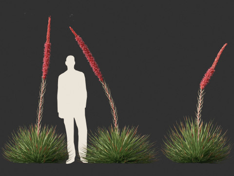 Agave stricta - Hedgehog agave Model 3D
