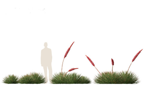 Agave stricta - Hedgehog agave Model 3D