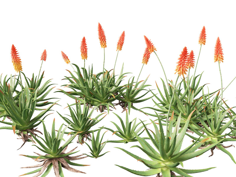 Aloe barbadensis - Aloe vera Modelo 3D .c4d .max .obj .3ds .fbx .stl .blend 