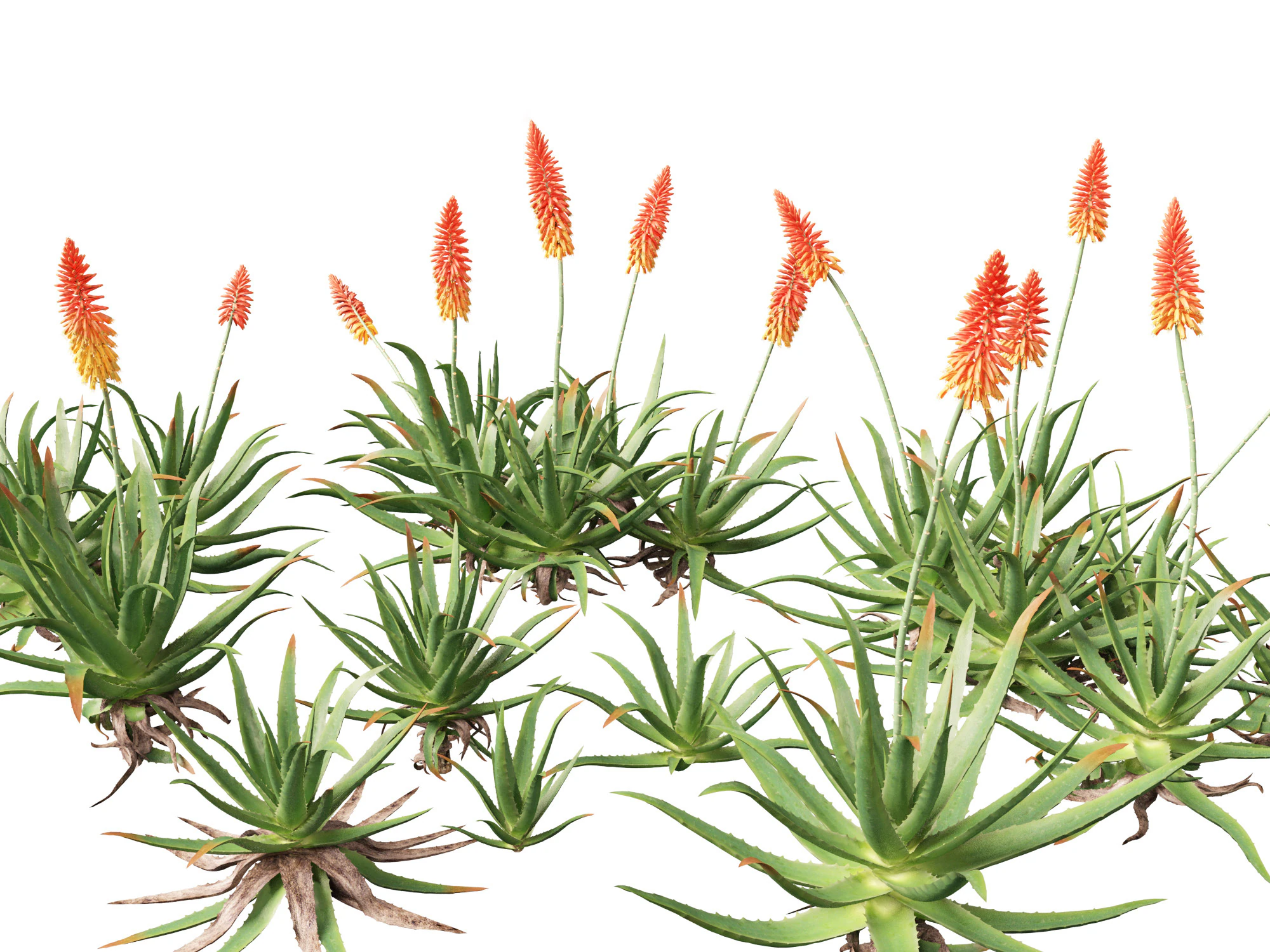 Aloe barbadensis - Aloe vera 3D Model .c4d .max .obj .3ds .fbx .stl .blend