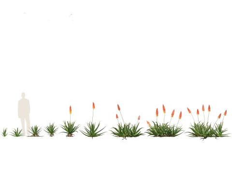 Aloe barbadensis - Aloe vera 3D Model