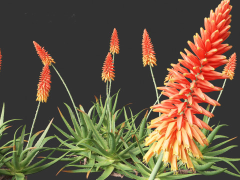 Aloe barbadensis - Aloe vera Modelo 3D