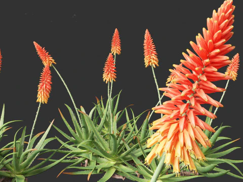 Aloe barbadensis - Aloe vera 3D Model
