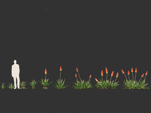 Aloe barbadensis - Aloe vera Modelo 3D
