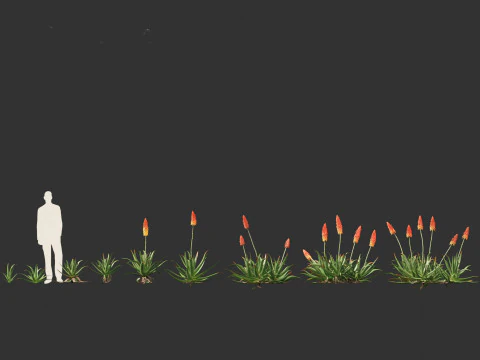 Aloe barbadensis - Aloe vera 3D Model