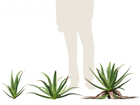 Aloe barbadensis - Aloe vera Modelo 3D