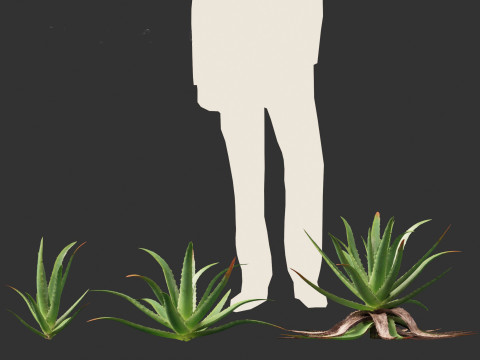 Aloe barbadensis - Aloe vera Modelo 3D
