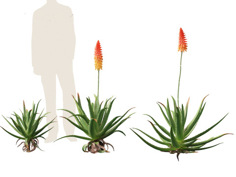 Aloe barbadensis - Aloe vera Modelo 3D