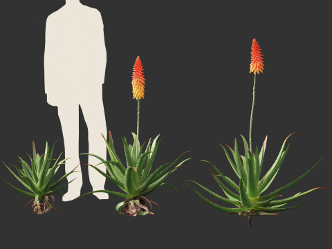 Aloe barbadensis - Aloe vera Modelo 3D