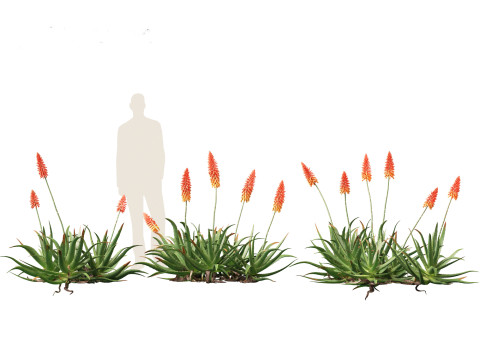 Aloe barbadensis - Aloe vera Modelo 3D