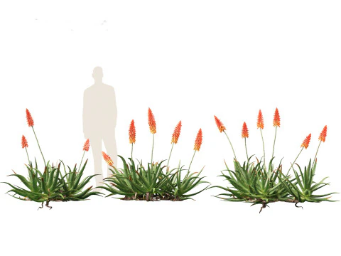 Aloe barbadensis - Aloe vera 3D Model