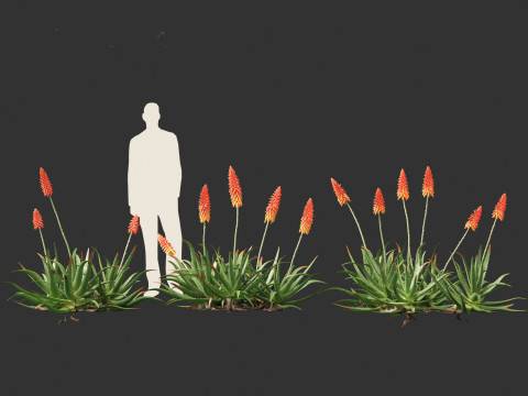 Aloe barbadensis - Aloe vera Modelo 3D