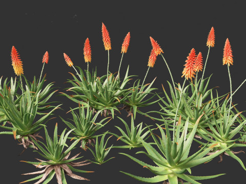 Aloe barbadensis - Aloe vera Modelo 3D