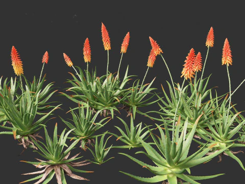 Aloe barbadensis - Aloe vera 3D Model