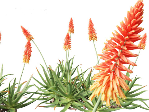 Aloe barbadensis - Aloe vera Modelo 3D