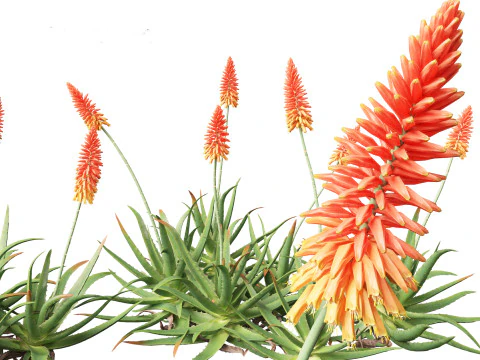 Aloe barbadensis - Aloe vera 3D Model