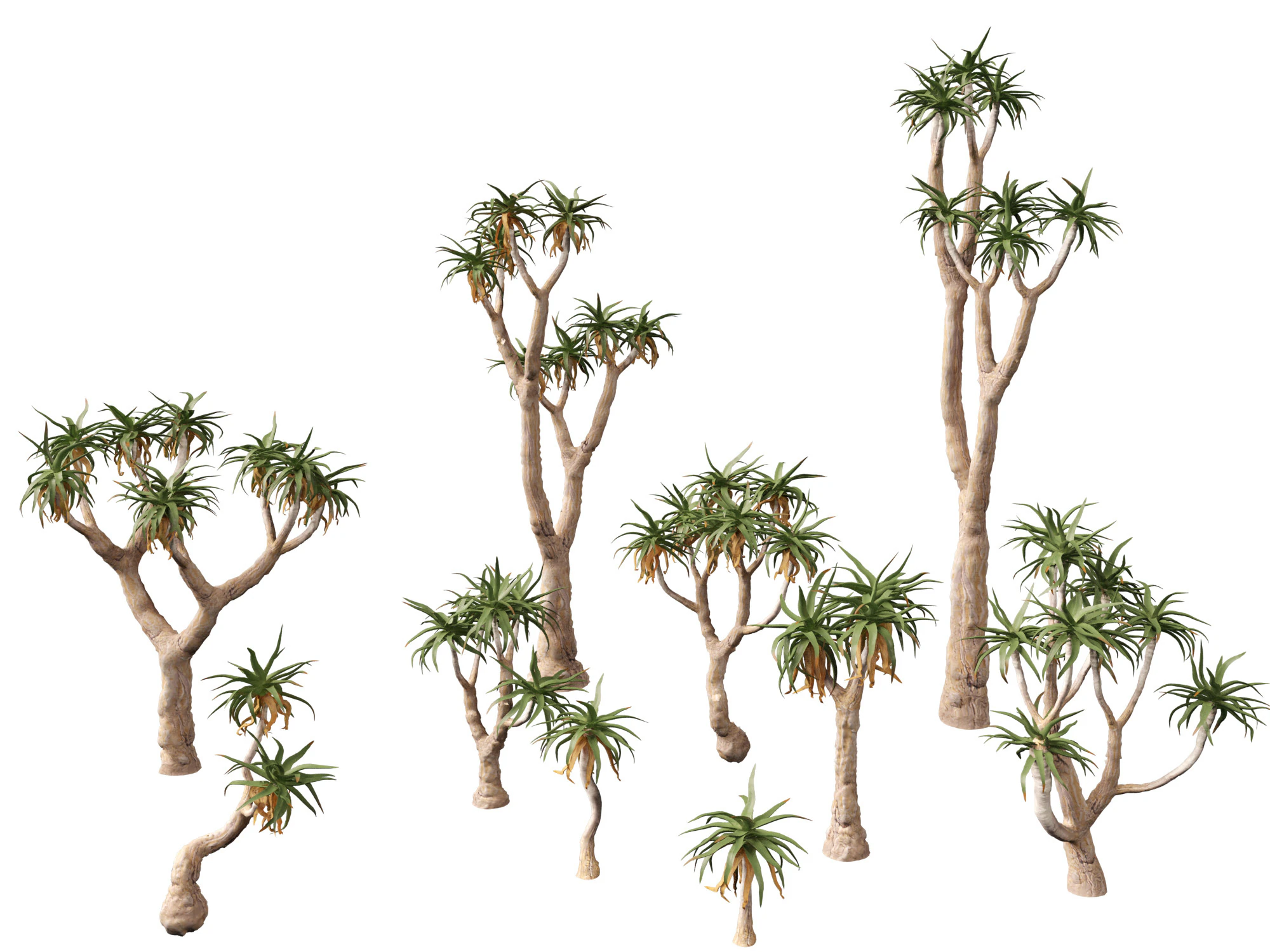 Aloe pillansii - Bastard quiver tree 3D Model .c4d .max .obj .3ds .fbx .stl .blend 
