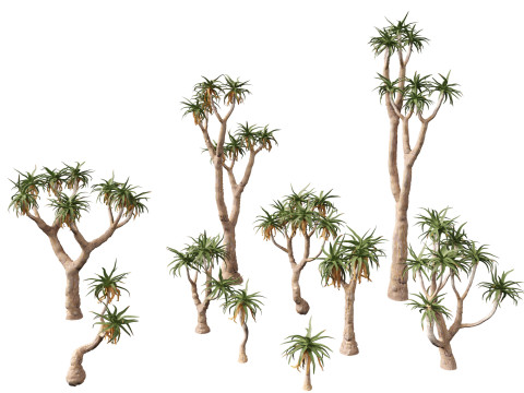 Aloe pillansii - Bastard quiver tree Modelo 3D