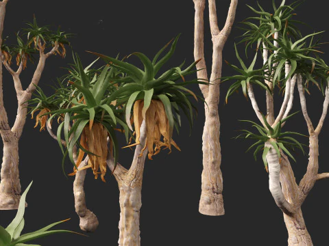 Aloe pillansii - Bastard quiver tree 3D Model