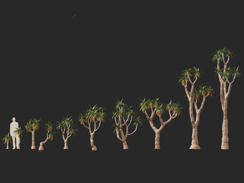 Aloe pillansii - Bastard quiver tree 3D Model