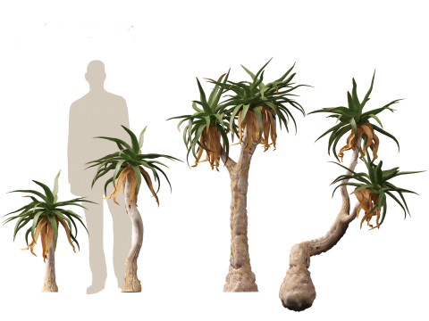 Aloe pillansii - Bastard quiver tree 3D Model