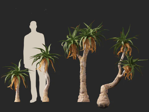 Aloe pillansii - Bastard quiver tree 3D Model
