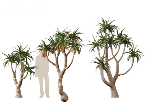 Aloe pillansii - Bastard quiver tree 3D Model