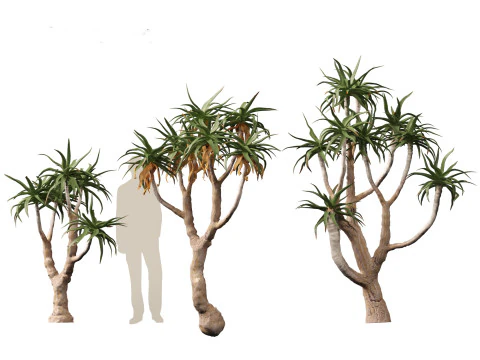 Aloe pillansii - Bastard quiver tree 3D Model