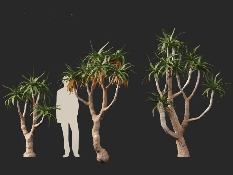 Aloe pillansii - Bastard quiver tree 3D Model