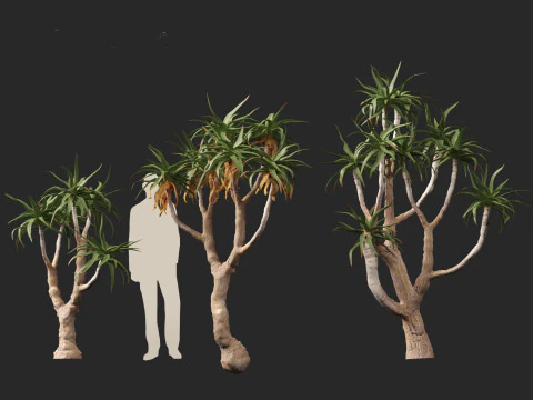 Aloe pillansii - Bastard quiver tree 3D Model