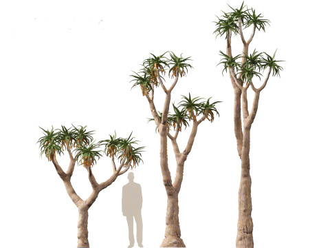 Aloe pillansii - Bastard quiver tree 3D Model