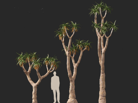 Aloe pillansii - Bastard quiver tree 3D Model