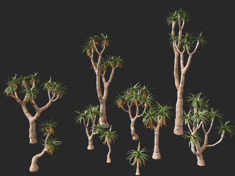 Aloe pillansii - Bastard quiver tree 3D Model