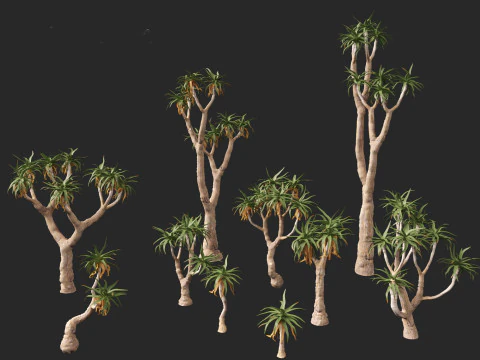 Aloe pillansii - Bastard quiver tree 3D Model