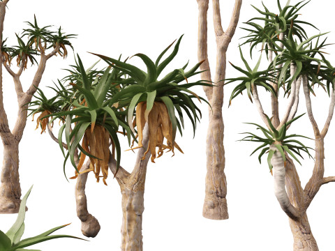 Aloe pillansii - Bastard quiver tree 3D Model