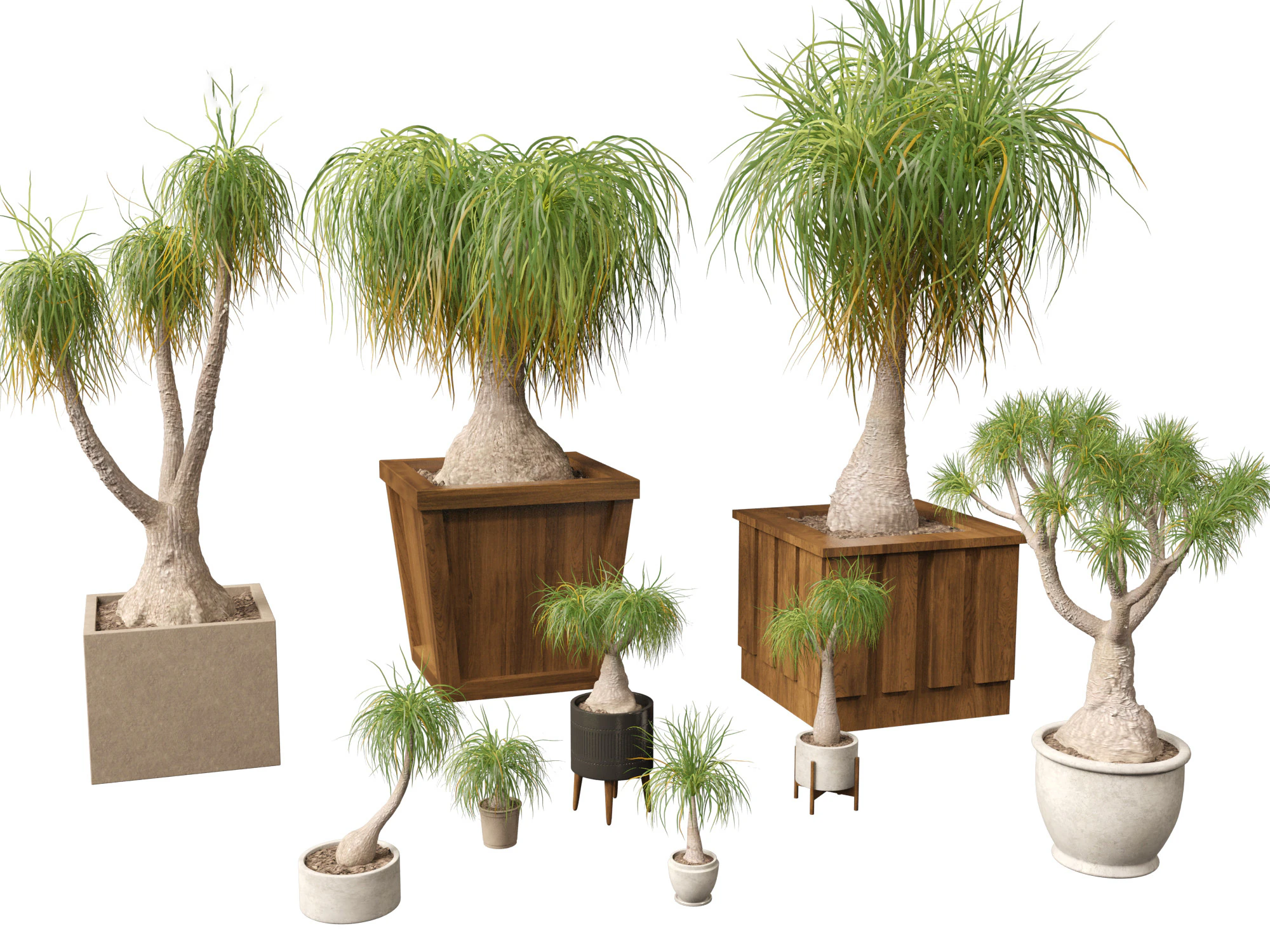 BEAUCARNEA recurvata - Pferdeschwanzpalme 01 3D Modell .c4d .max .obj .3ds .fbx .stl .blend 