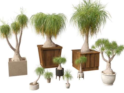 BEAUCARNIA recuvata - Ponytail palm 01 3D Model