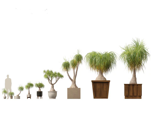 BEAUCARNEA recurvata - Pferdeschwanzpalme 01 3D Modell