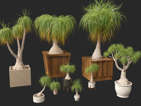 BEAUCARNEA recurvata - Pferdeschwanzpalme 01 3D Modell