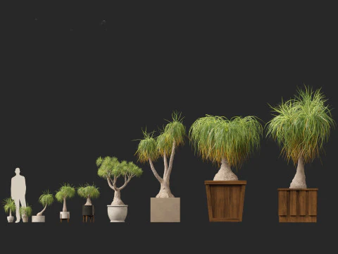 BEAUCARNEA recurvata - Pferdeschwanzpalme 01 3D Modell