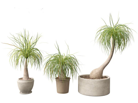 BEAUCARNEA recurvata - Pferdeschwanzpalme 01 3D Modell