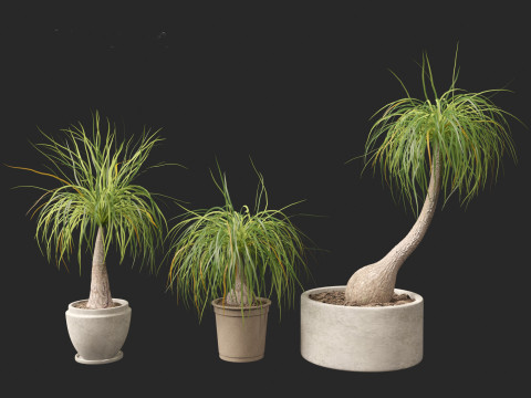 BEAUCARNIA recuvata - Ponytail palm 01 Modelo 3D