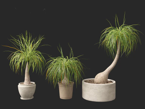 BEAUCARNEA recurvata - Pferdeschwanzpalme 01 3D Modell