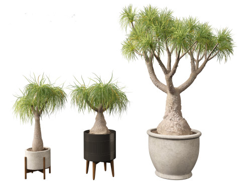 BEAUCARNIA recuvata - Ponytail palm 01 Modelo 3D