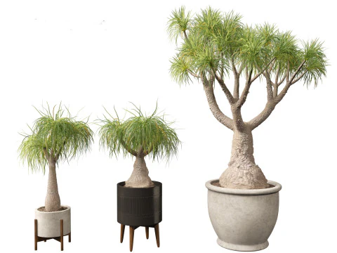 BEAUCARNEA recurvata - Pferdeschwanzpalme 01 3D Modell