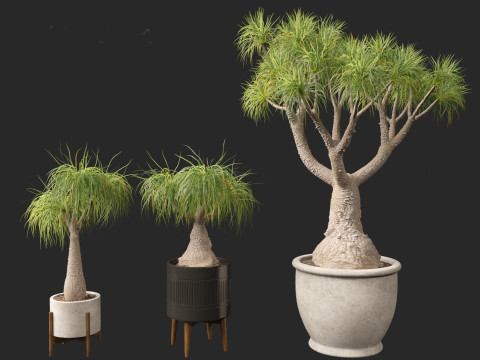 BEAUCARNIA recuvata - Ponytail palm 01 Modelo 3D