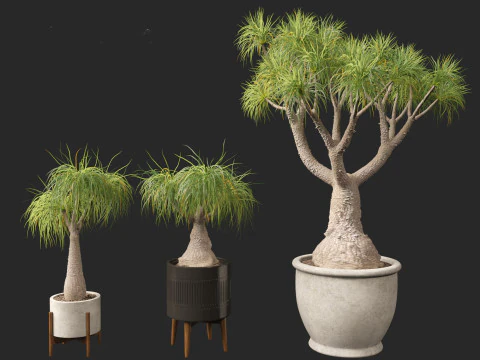 BEAUCARNEA recurvata - Pferdeschwanzpalme 01 3D Modell