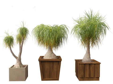 BEAUCARNEA recurvata - Pferdeschwanzpalme 01 3D Modell