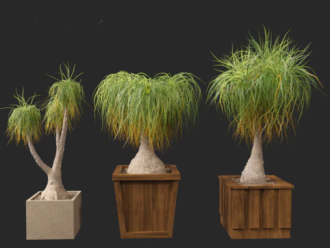 BEAUCARNEA recurvata - Pferdeschwanzpalme 01 3D Modell
